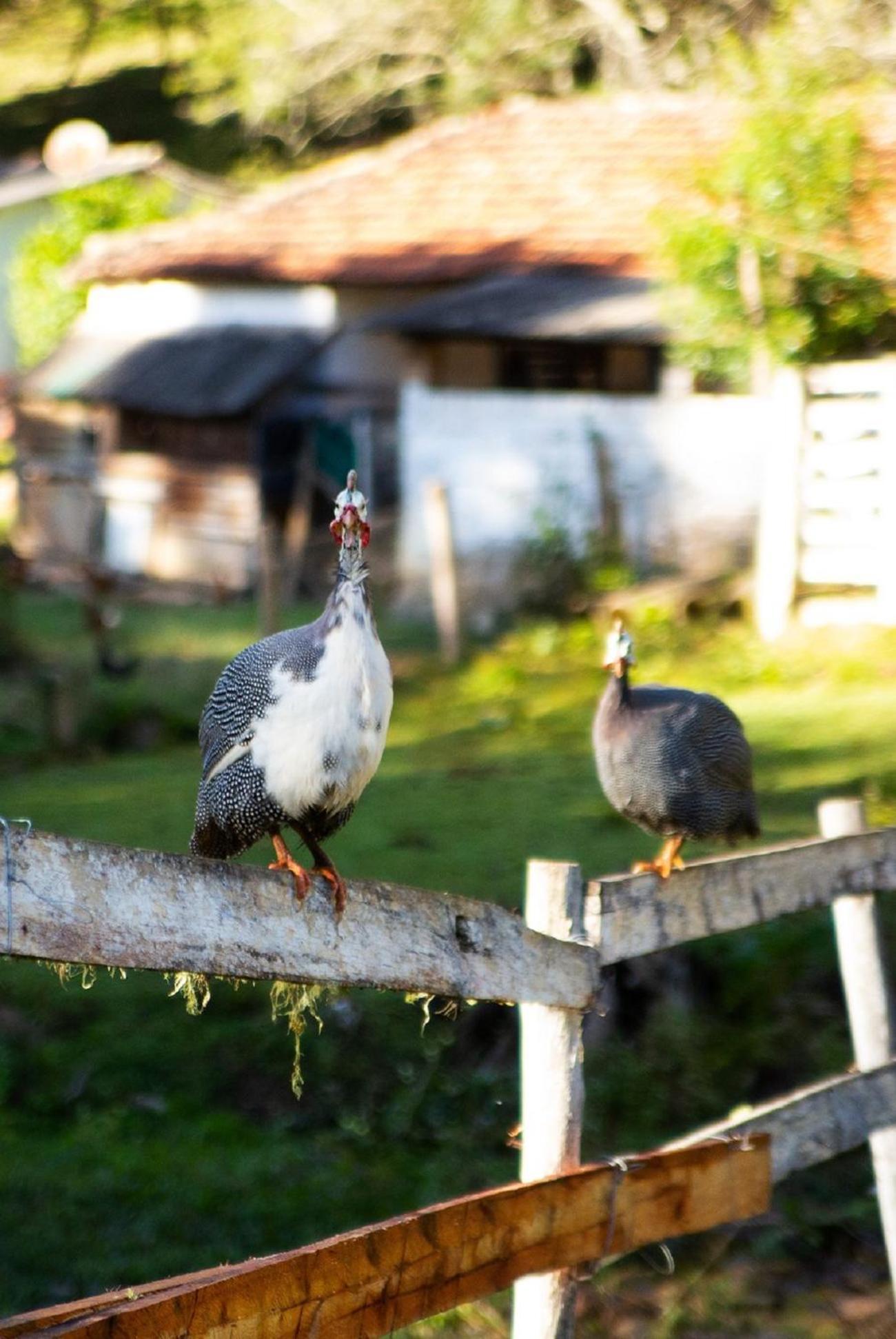 Chales Vinhas Da Harmonia L Pousada Em Cunha Sp ภายนอก รูปภาพ